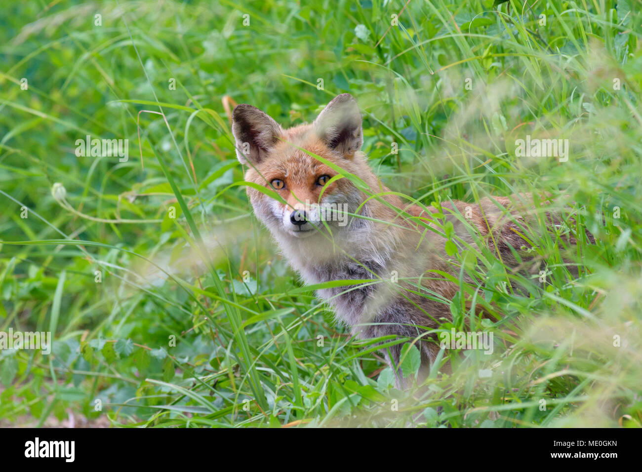 Ritratto di un rosso volpe (Vulpes vulpes) peeking attraverso erba di prato in estate in Hesse, Germania Foto Stock