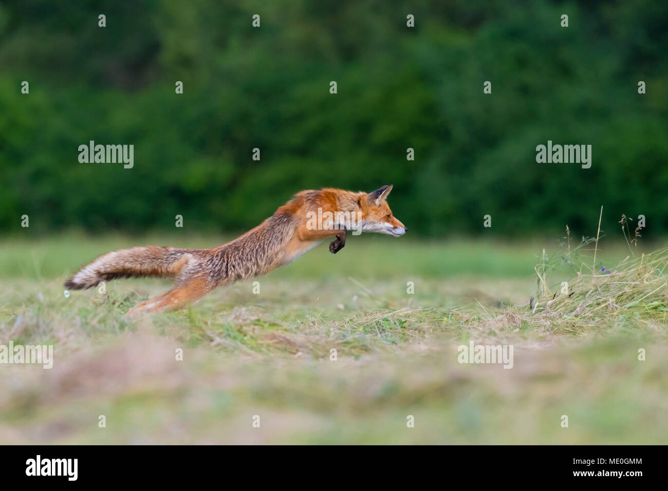 Profilo di Red Fox (Vulpes vulpes vulpes) salta in aria su un prato falciato in Hesse, Germania Foto Stock