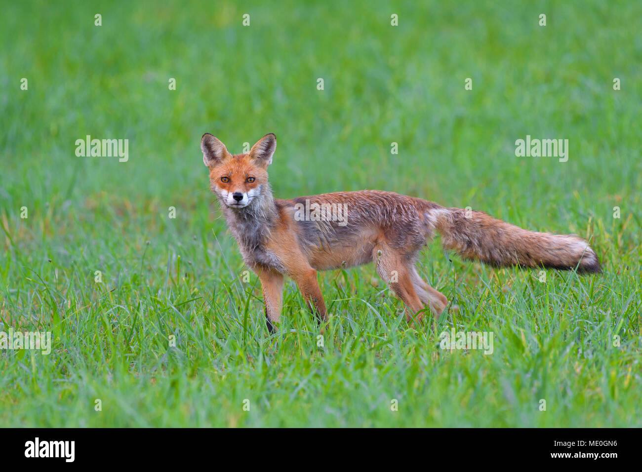 Ritratto di alert red fox (Vulpes vulpes vulpes) guardando la fotocamera in piedi su un prato erboso in estate, Hesse, Germania Foto Stock