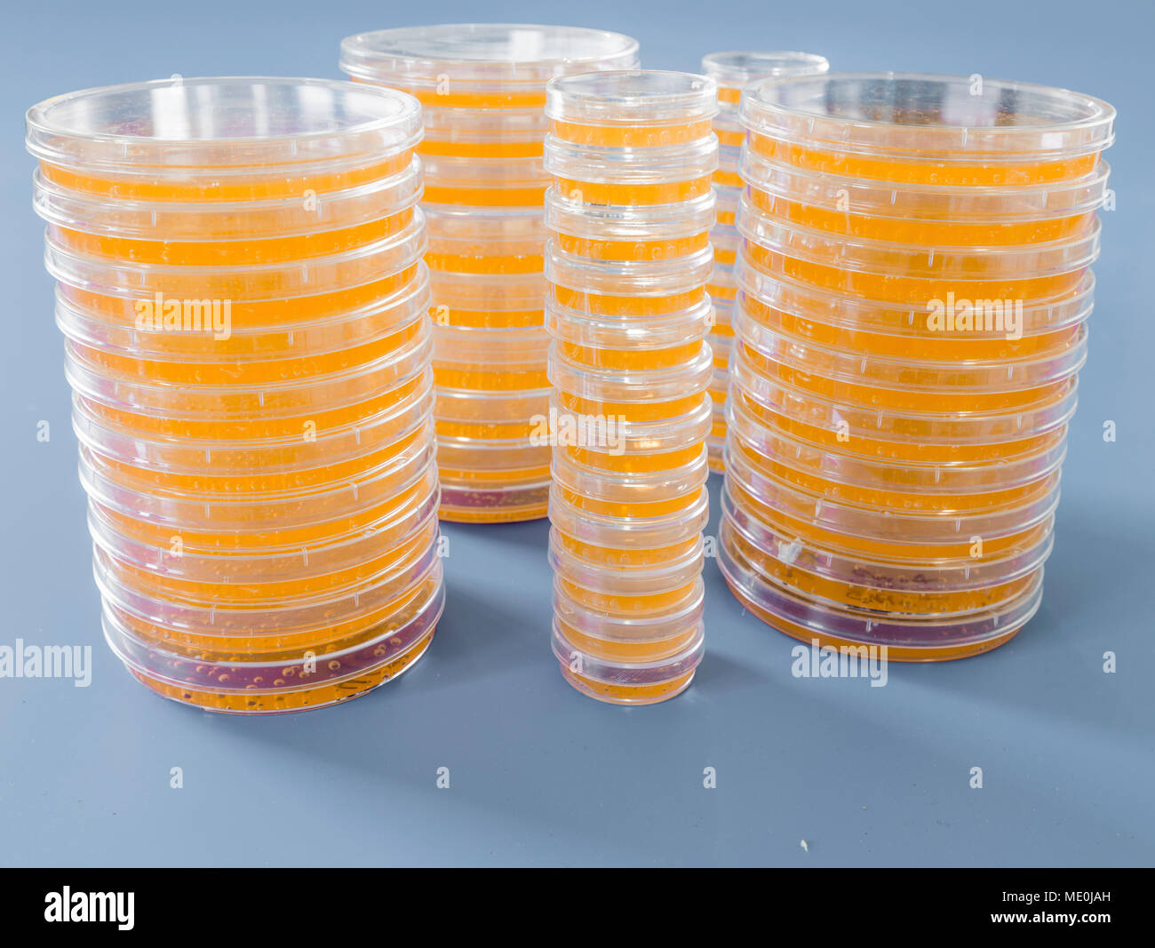 Piastre di agar. Pile di piastre di Petri con agar coltivato. Foto Stock