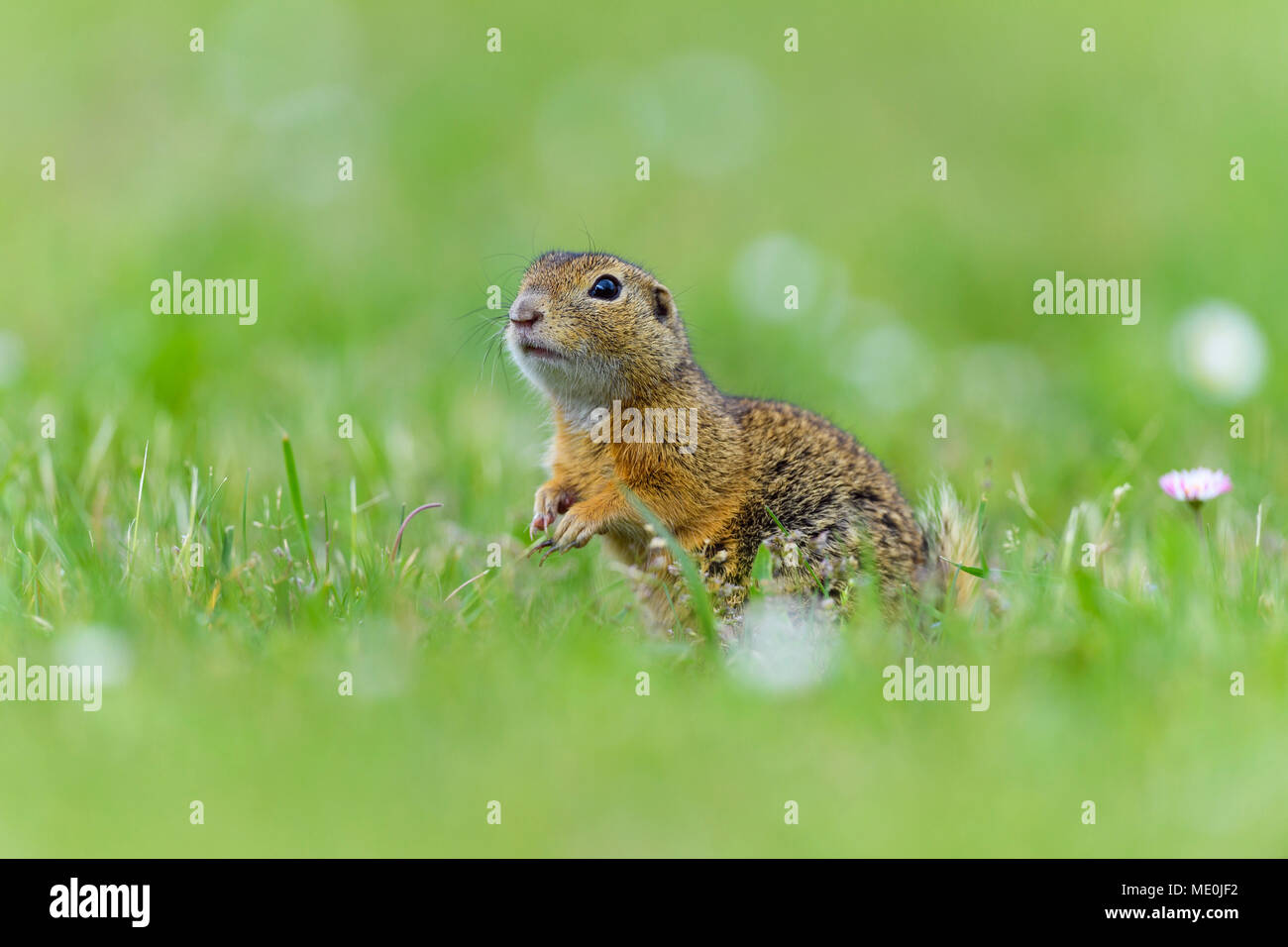 Ritratto di terreno europeo scoiattolo (Spermophilus citellus) in piedi nel campo guardando la fotocamera in Burgenland, Austria Foto Stock