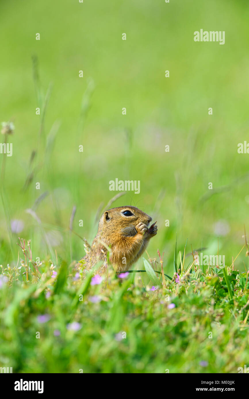 Terreno europeo scoiattolo (Spermophilus citellus) in piedi sulle zampe posteriori mangiare piante in campo nel Burgenland, Austria Foto Stock