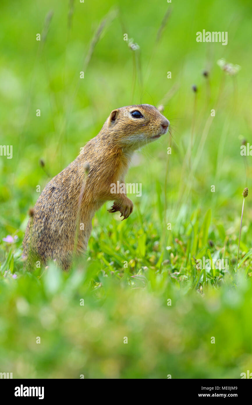 Ritratto di terreno europeo scoiattolo (Spermophilus citellus) in piedi sulle zampe posteriori in campo nel Burgenland, Austria Foto Stock