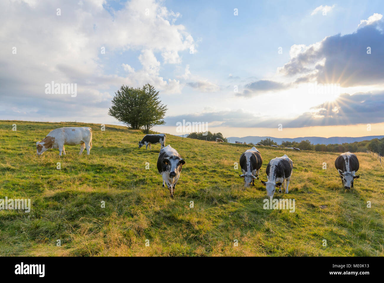 Mandria di mucche al pascolo in pascolo con il sole sopra i campi a Le Markstein in montagne Vosges in Haut Rhin in Alsazia, Francia Foto Stock