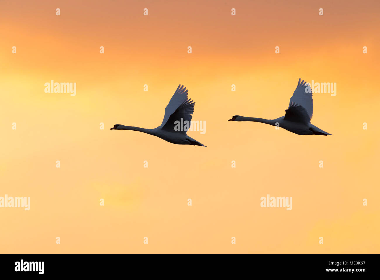 Due cigni (Cygnus olor) volare nel cielo di tramonto, Germania Foto Stock