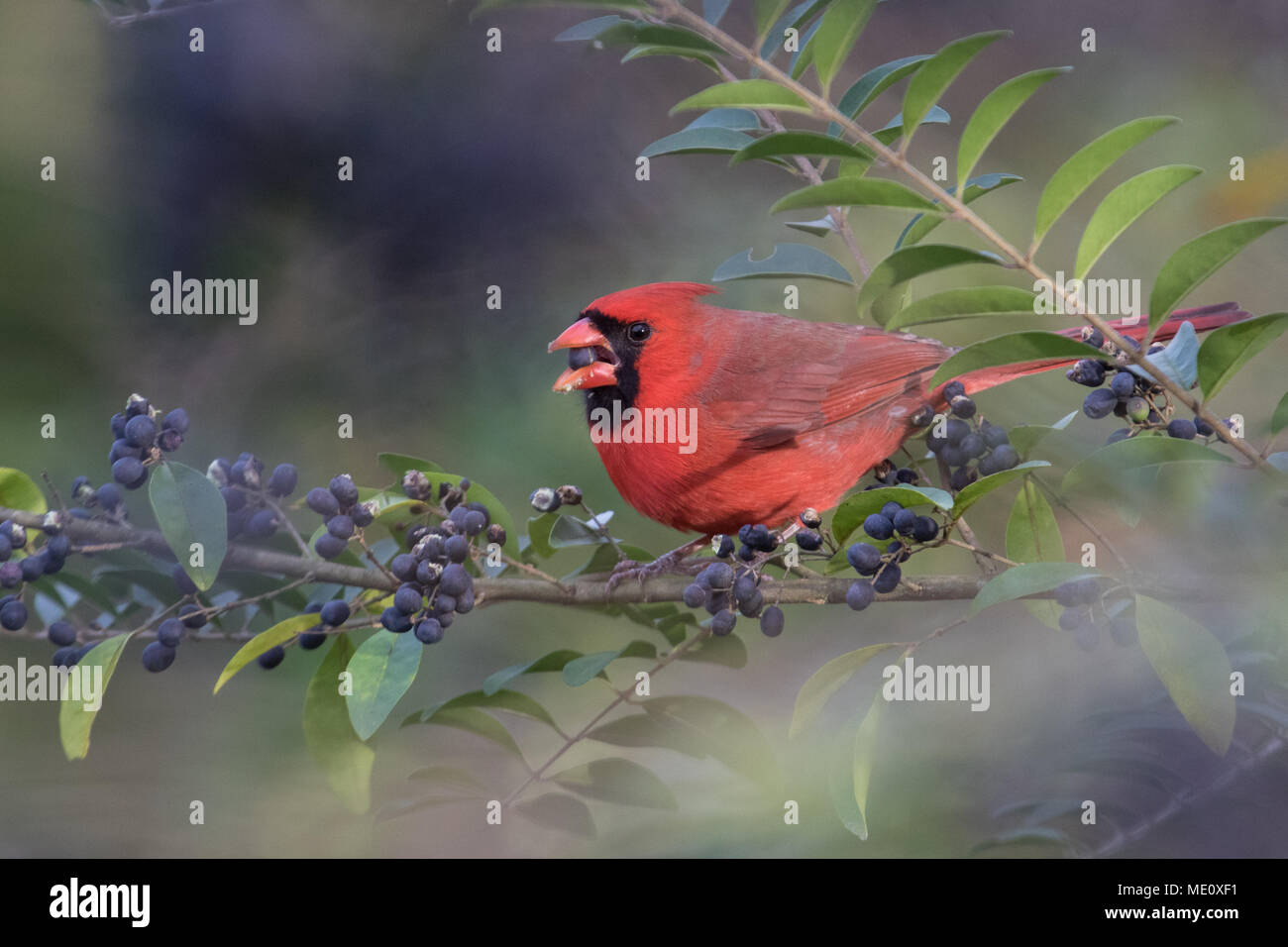 Un maschio cardinale Nord alimentando il ligustro bacche. Foto Stock