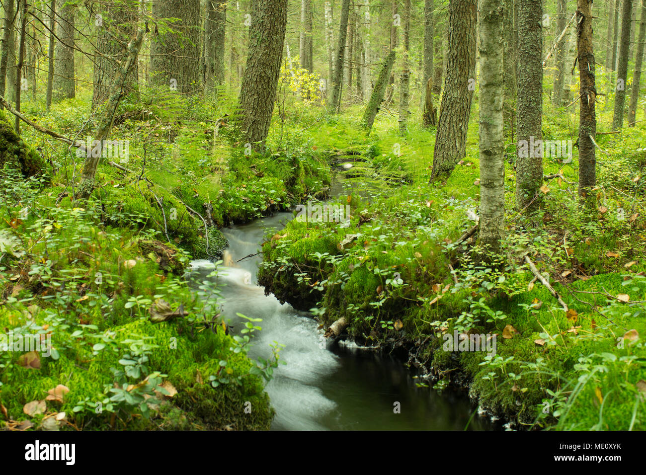 Flusso di avvolgimento nella lussureggiante foresta verde lunga esposizione Foto Stock