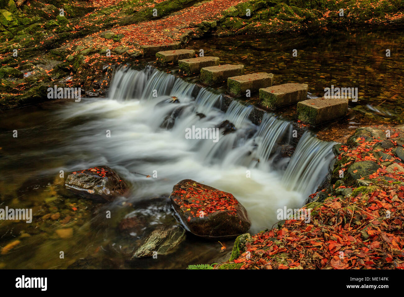 Il ben noto pietre miliari attraverso il Fiume Shimna in Tollymore Forest Park, County Down, Irlanda, in autunno. Foto Stock