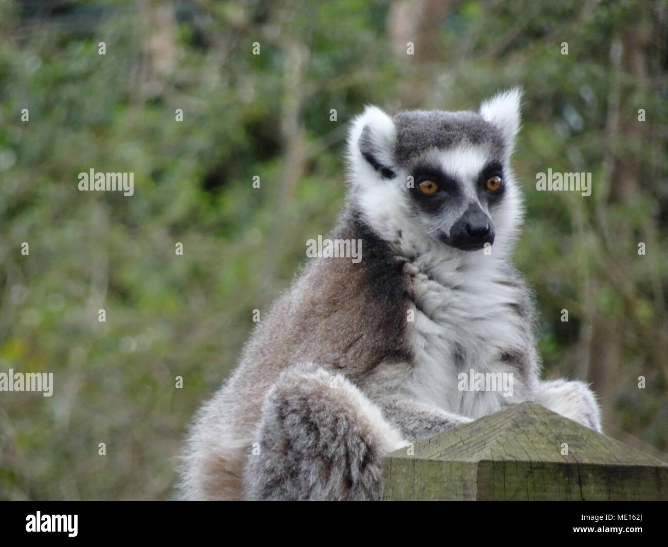 Lemure Foto Stock
