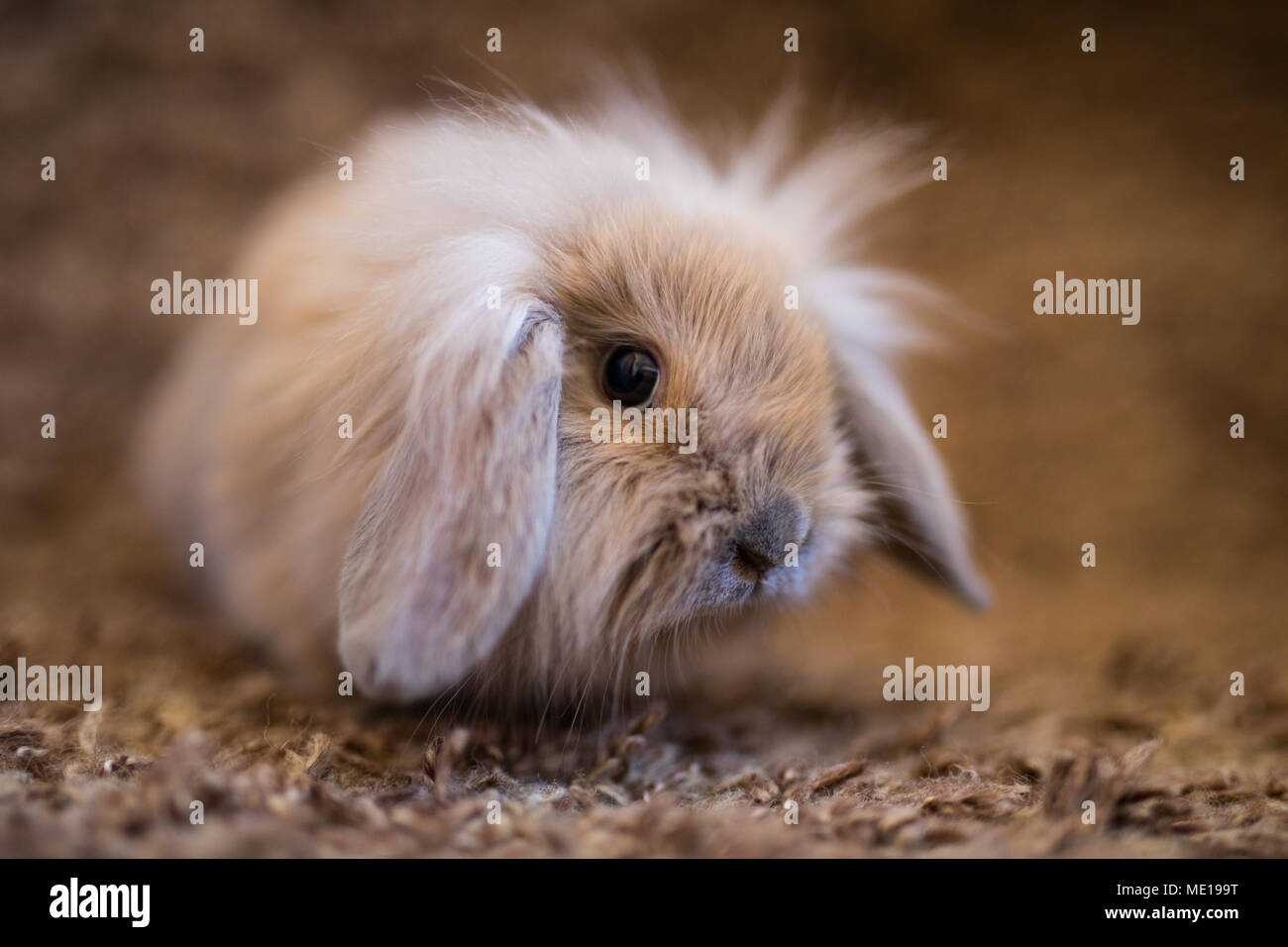 Studio shot di coniglio domestico Foto Stock