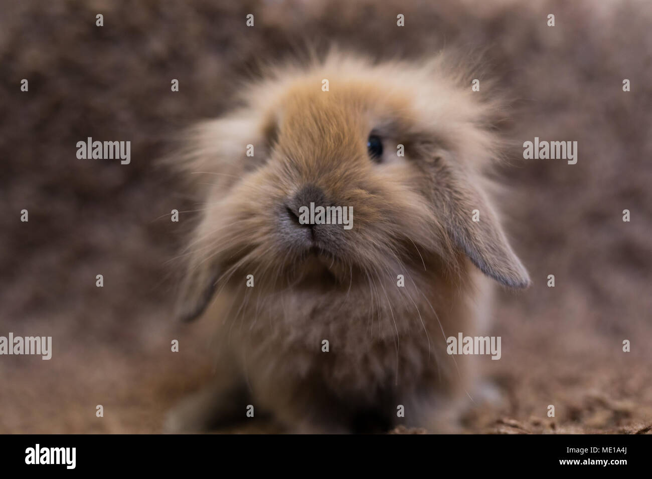 Studio shot di coniglio domestico Foto Stock