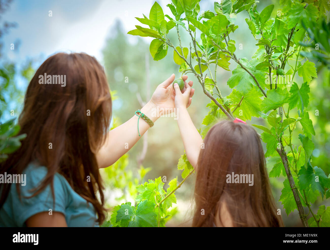 Vista posteriore di una bambina e la sua mamma con interesse di toccare la calce frutto nel frutteto, giovani giardinieri con piacere di trascorrere del tempo in giardino, ha Foto Stock
