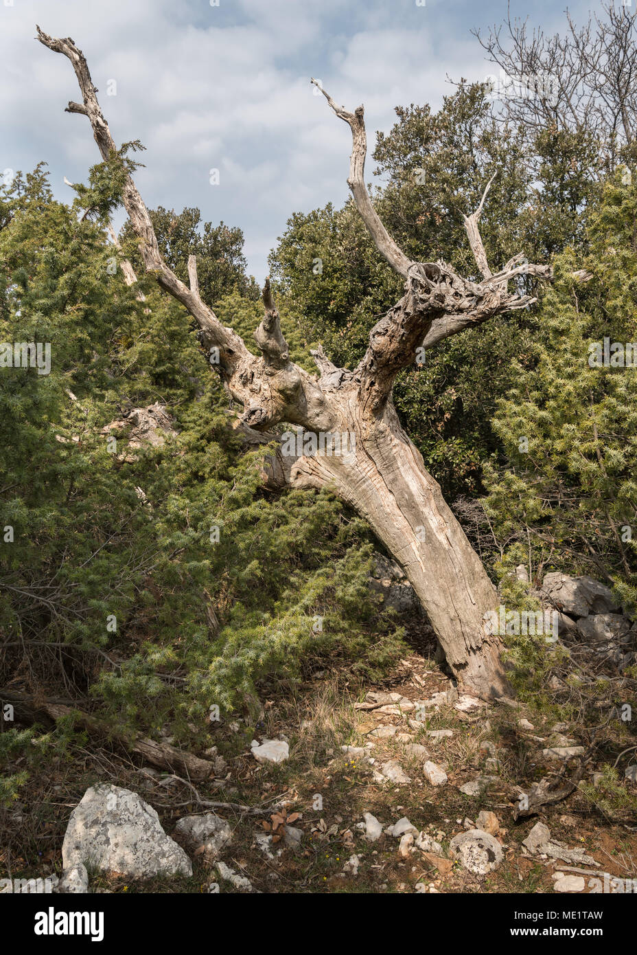 Un albero morto tra cespugli di ginepro in Croazia (Isola di Cres) Foto Stock