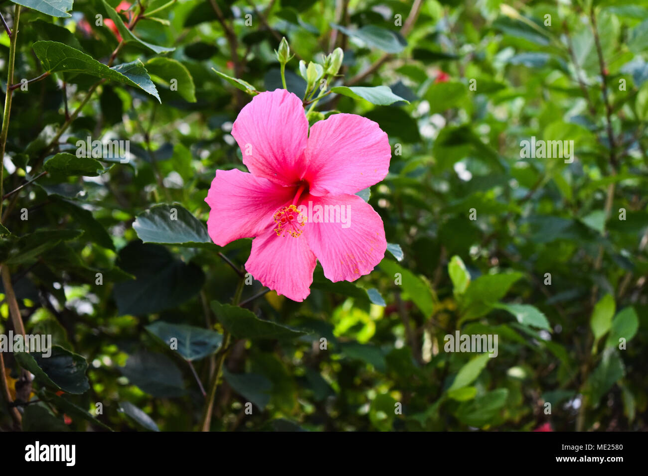 Close up di un unico colore rosa Ibisco Hawaiiana. Foto Stock