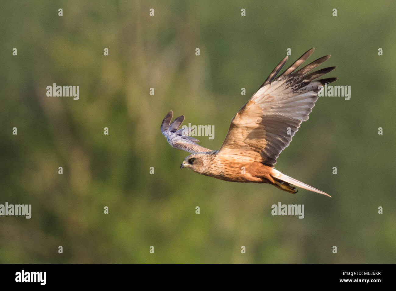 Falco di palude Foto Stock