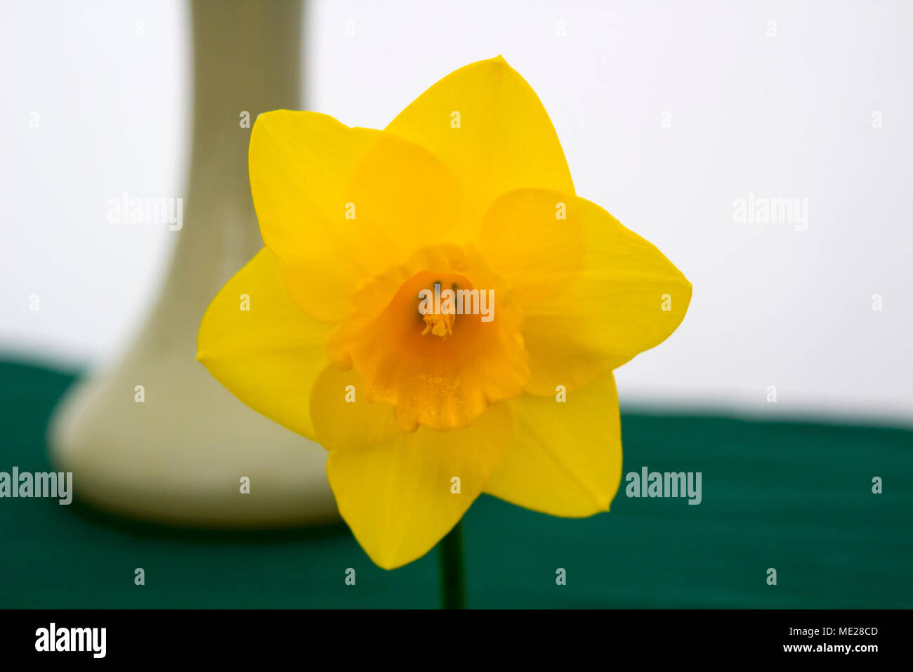 Un singolo daffodil bloom sul display durante l'annuale Festival di primavera tenutosi a Barnet's Demesne Belfast Irlanda del Nord Foto Stock