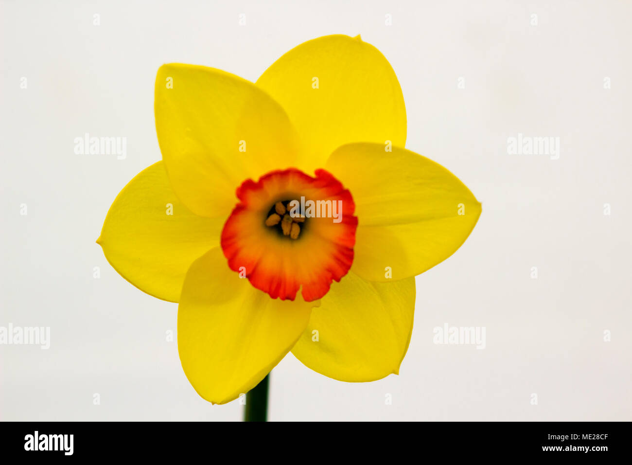 Un singolo daffodil bloom sul display durante l'annuale Festival di primavera tenutosi a Barnet's Demesne Belfast Irlanda del Nord Foto Stock