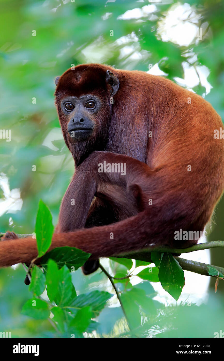 Rosso venezuelano howler (Alouatta Alouatta), Adulto, si trova nella struttura ad albero, captive Foto Stock