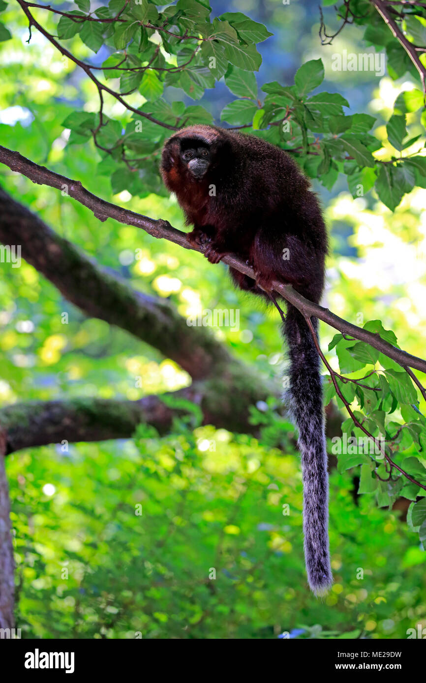 Titi ramato (Plecturocebus cupreus), Adulto, siede su albero, captive Foto Stock