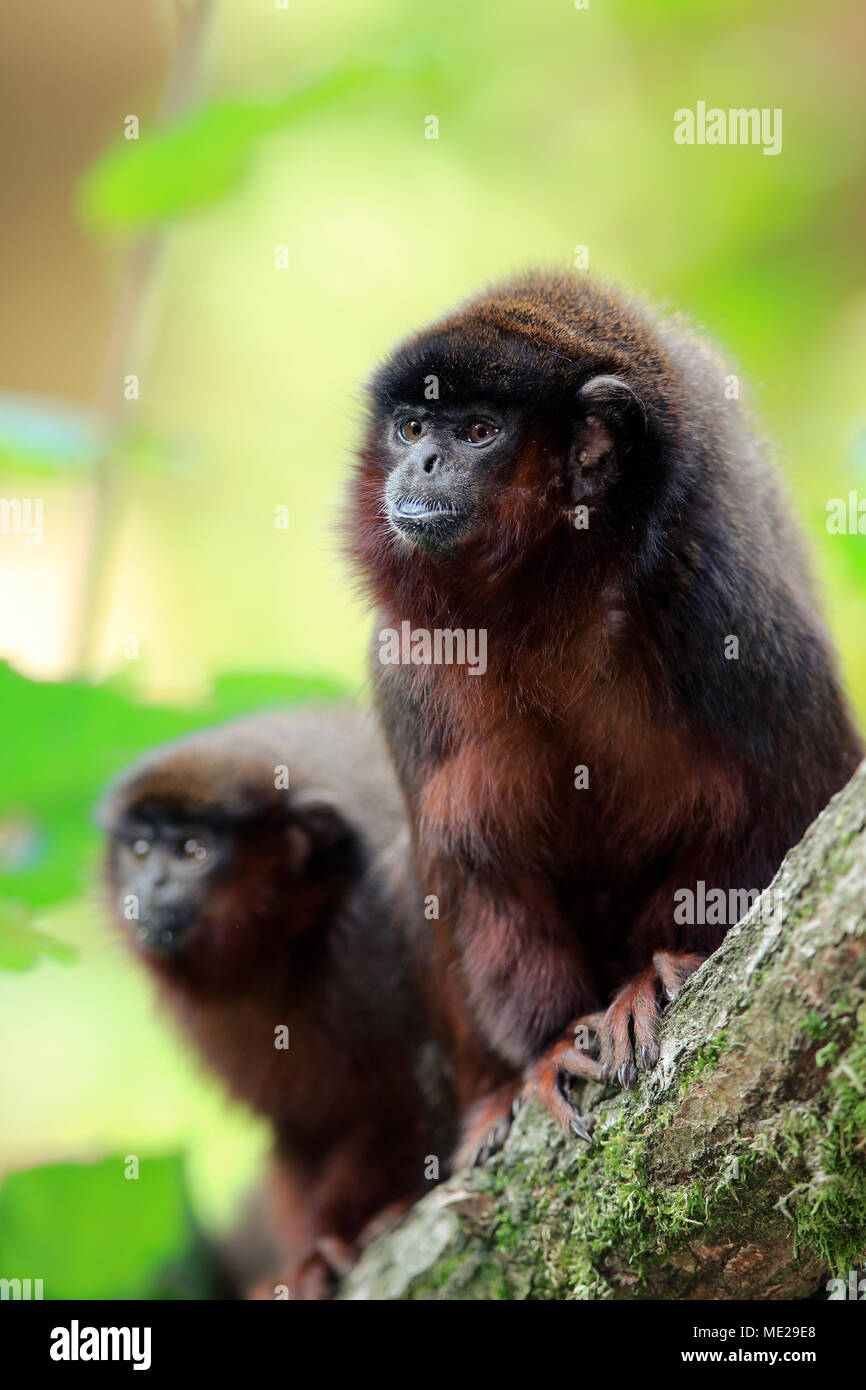 Titi ramato (Plecturocebus cupreus), Adulto coppia sul ramo, captive Foto Stock