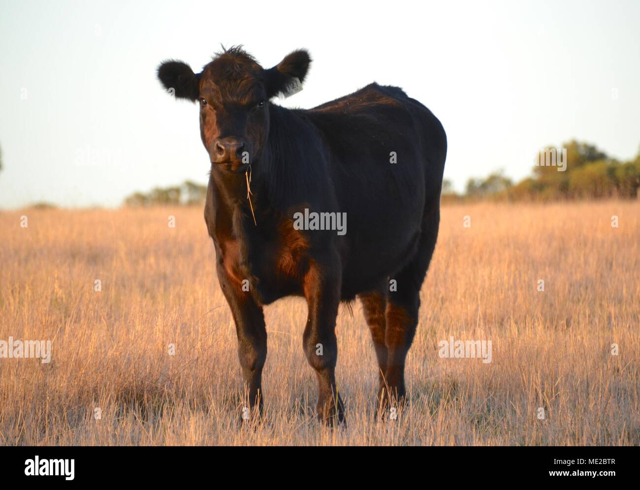 Aria condizionata torre di raffreddamento unità in città, con edifici per uffici in background Foto Stock