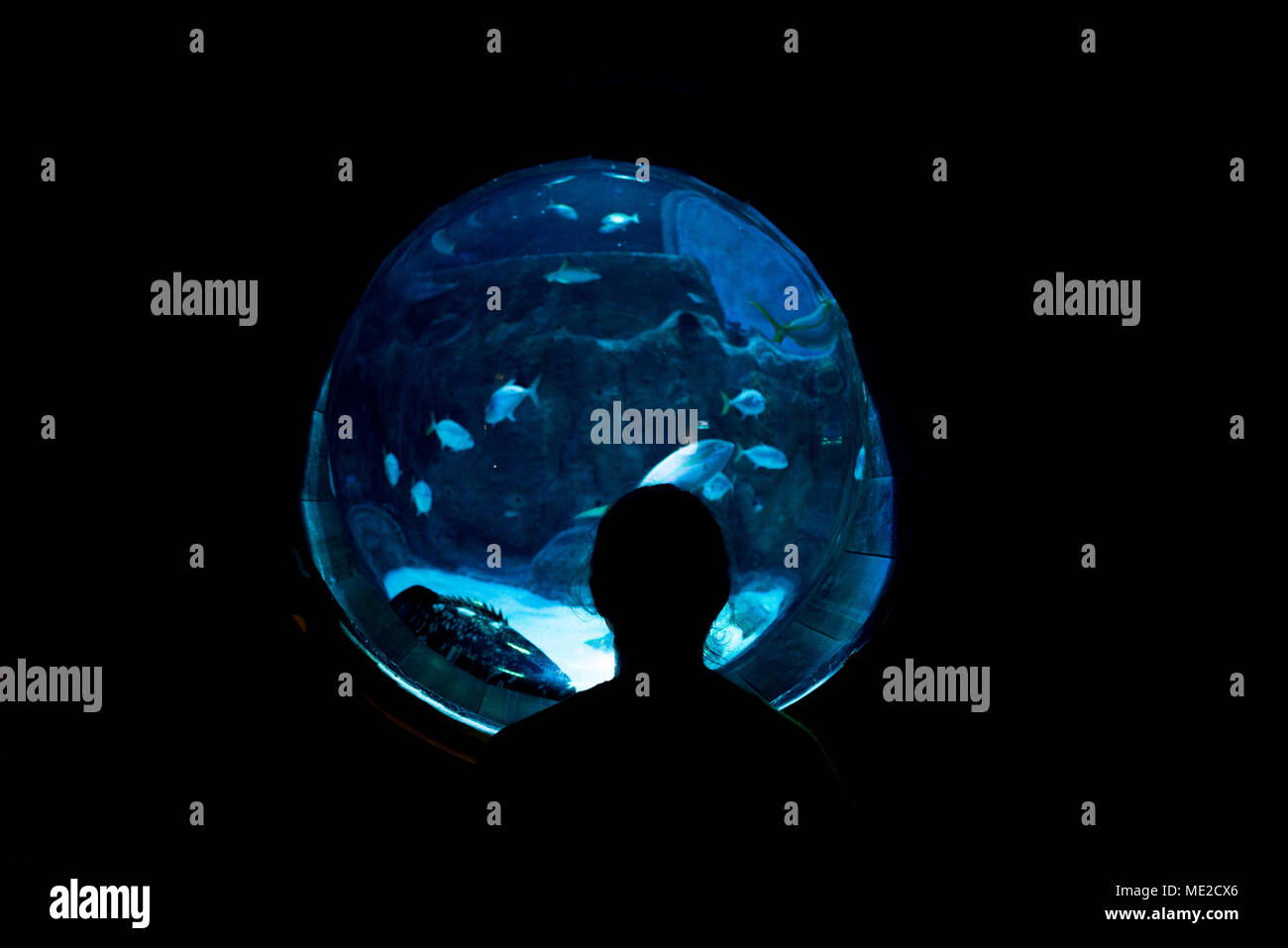 Silhouette, persona di fronte a una rotonda finestra acquario con pesci Foto Stock