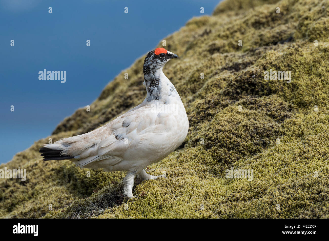 Pernice bianca (Lagopus muta), maschio corre sul terreno di muschio, plateau Hellisheiði, Islanda Foto Stock