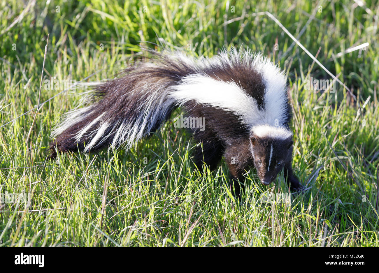 Skunk striato (Mephitis mephitis) cercando in avviso. Foto Stock