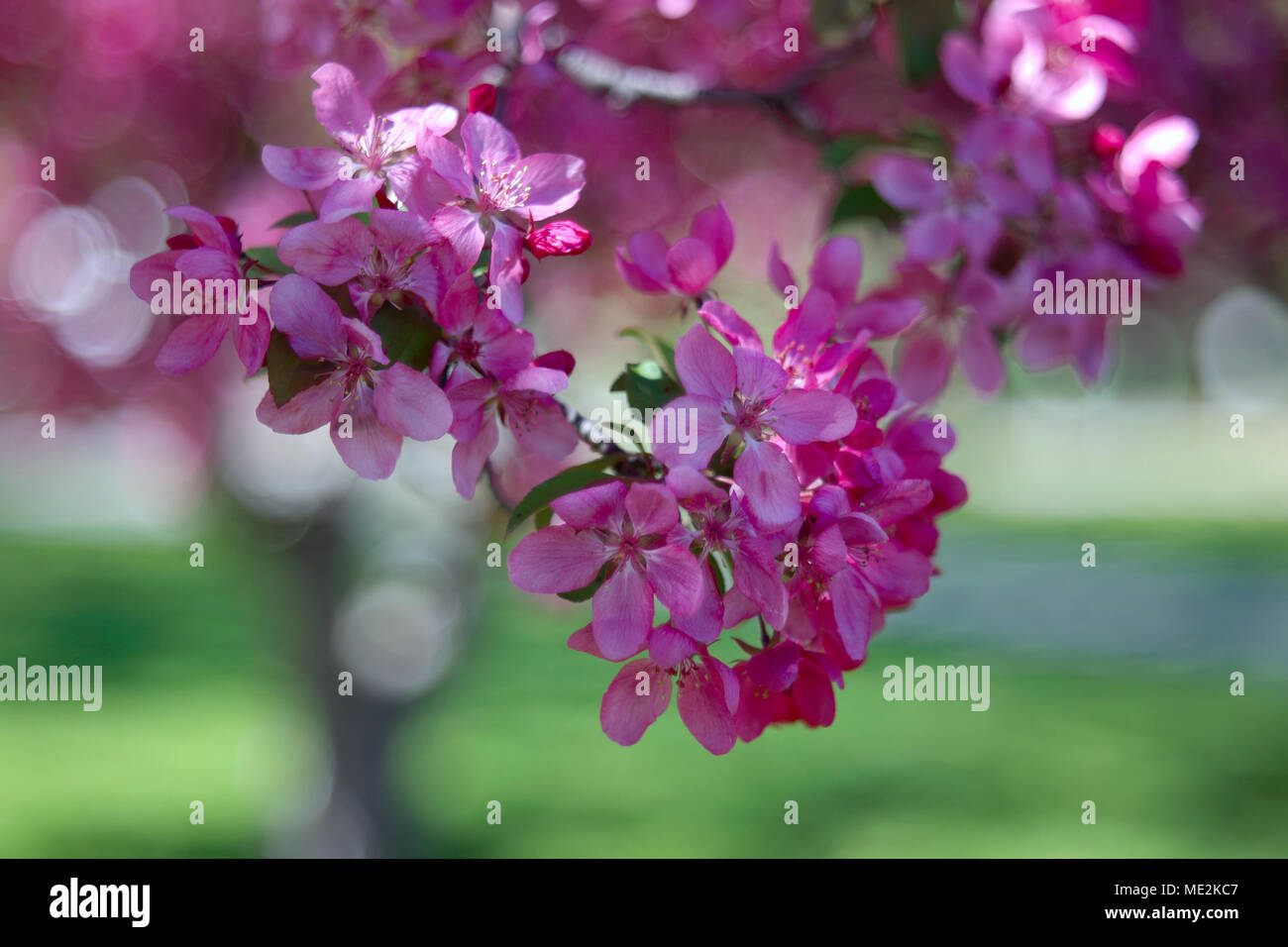 Apple. Ramo di meli. Sfondo con Apple nel giorno di primavera. Messa a fuoco selettiva e bokeh di fondo. Albero di mele sulla natura dello sfondo. Molla dello sfondo. Foto Stock