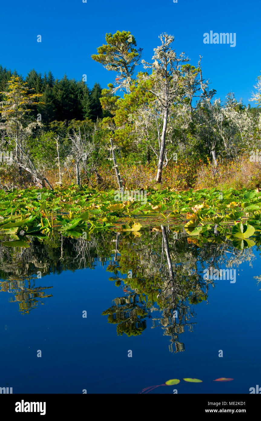 Isola di erbaccia sul lago Tahkenitch, Oregon Dunes National Recreation Area, Oregon Foto Stock