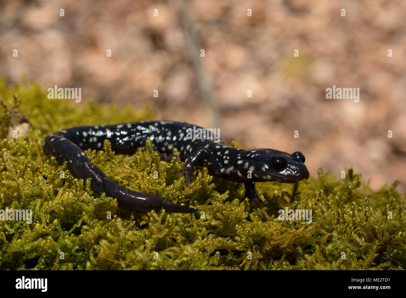 Salamandra viscido - Plethodon glutinosis Foto Stock