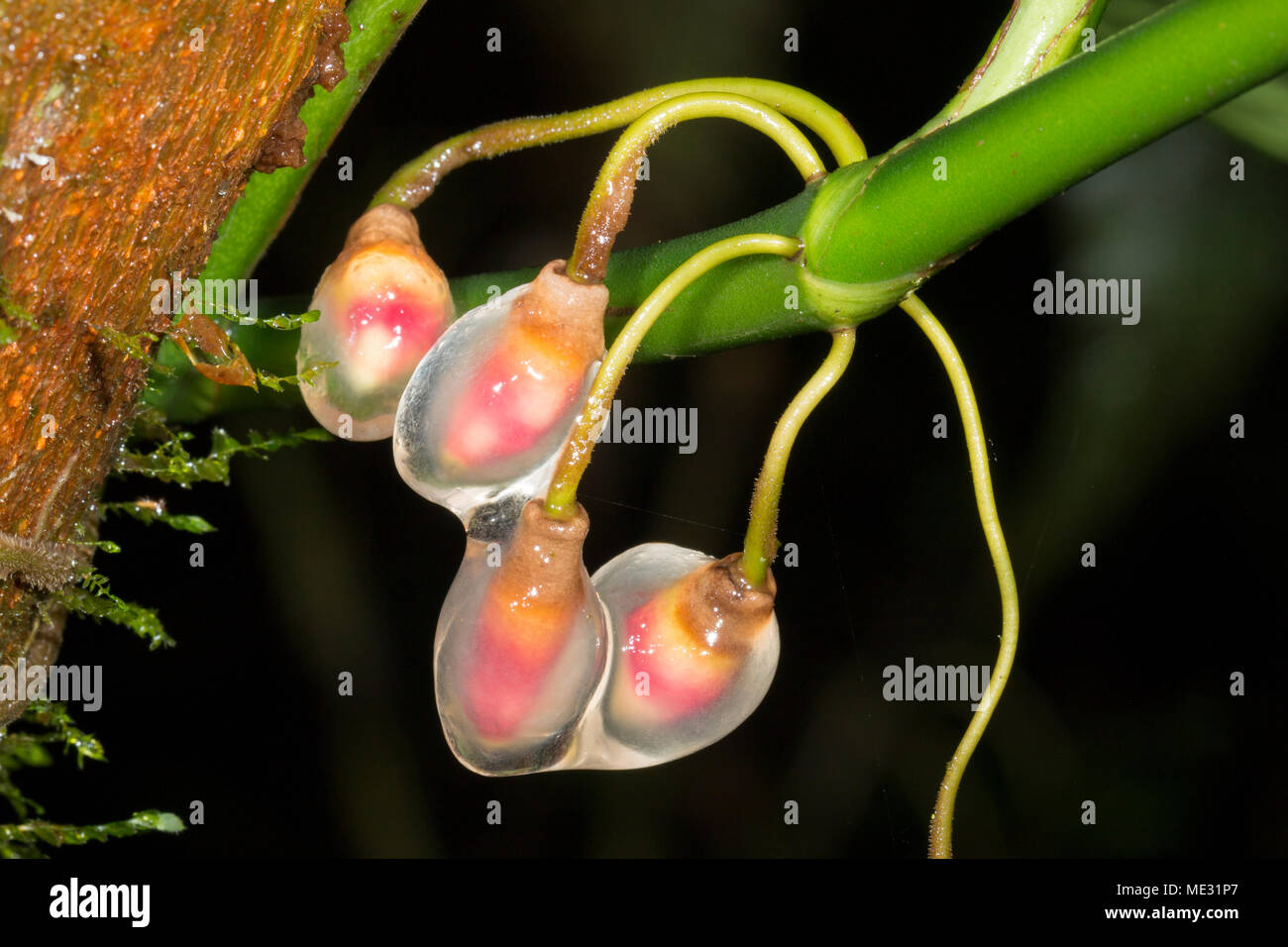 Antenna di crescente punte di radici di una foresta pluviale scalatore, famiglia Araceae protetto con mucillagini. In Morona Santiago provincia, Ecuador Foto Stock