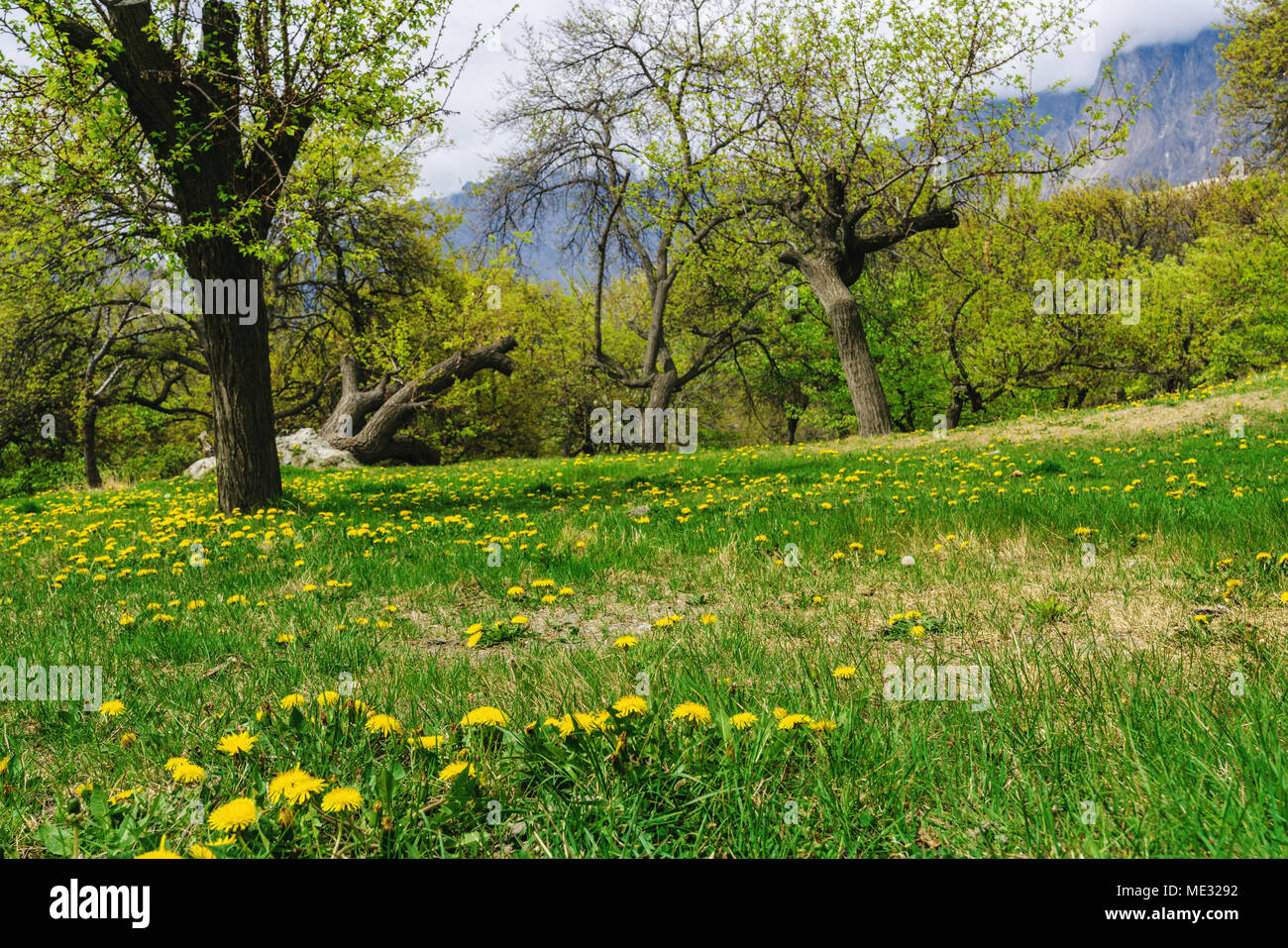 Campo di tarassaco e prato nella foresta in estate Foto Stock