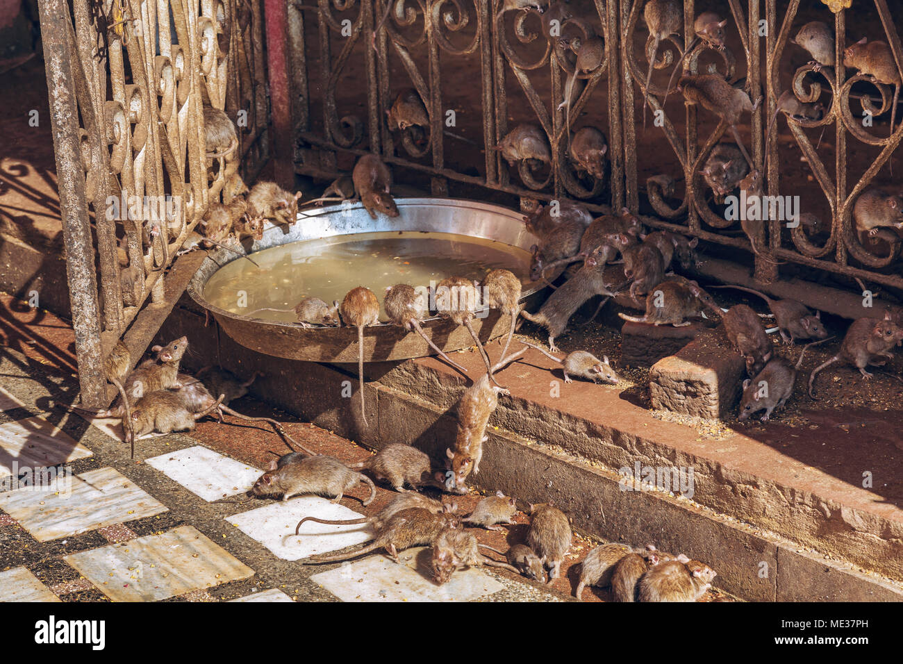 Ratti alimentazione su eatables dato dai devoti al Karni Mata Temple Bikaner Rajasthan come parte di età rituali e convinzione. Foto Stock Ratti alimentazione su eatables dato dai devoti al Karni Mata Temple Bikaner Rajasthan come parte di età rituali e convinzione. Foto Stock