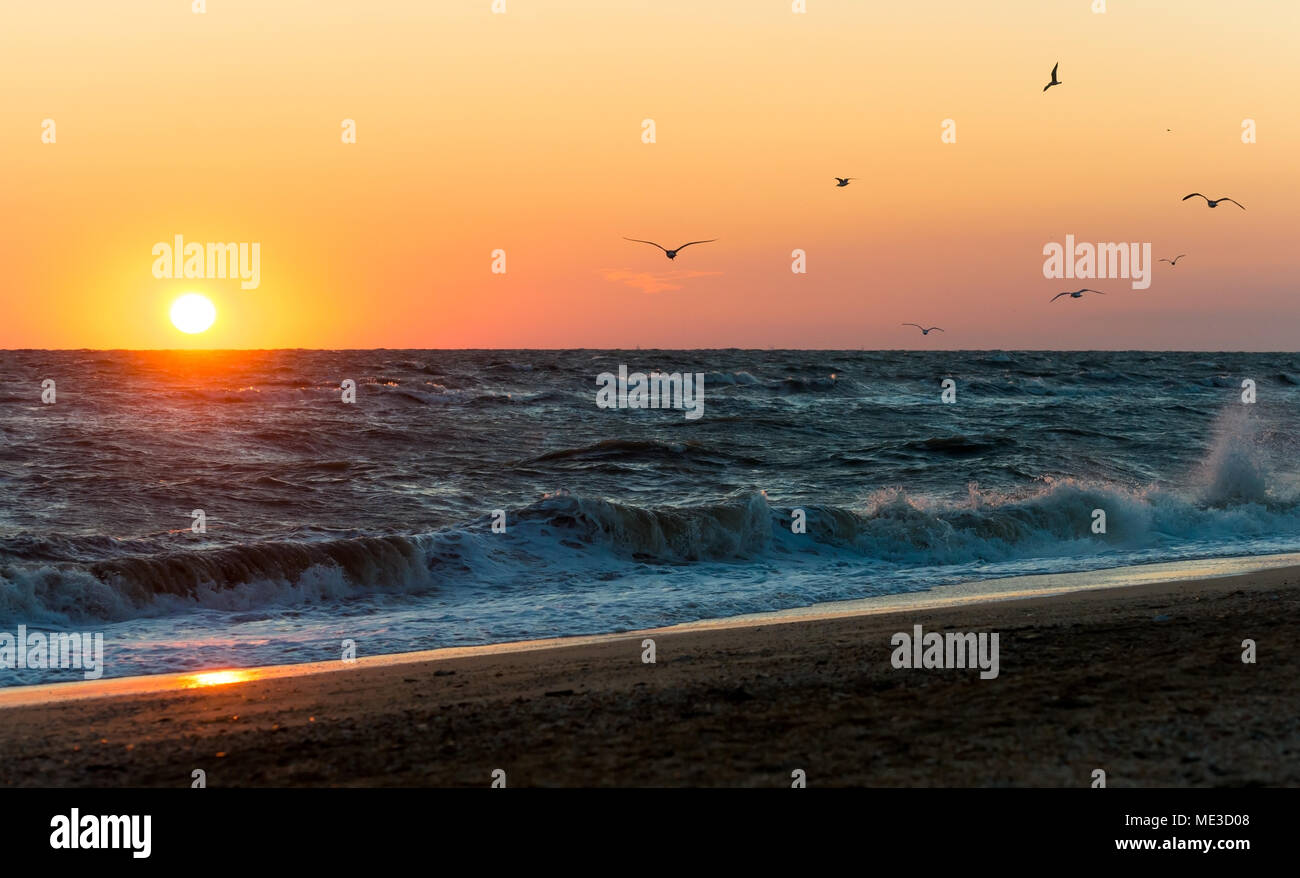 Sunrise durante una tempesta sul Mare di Azov. Pack di gabbiani di sunrise Foto Stock