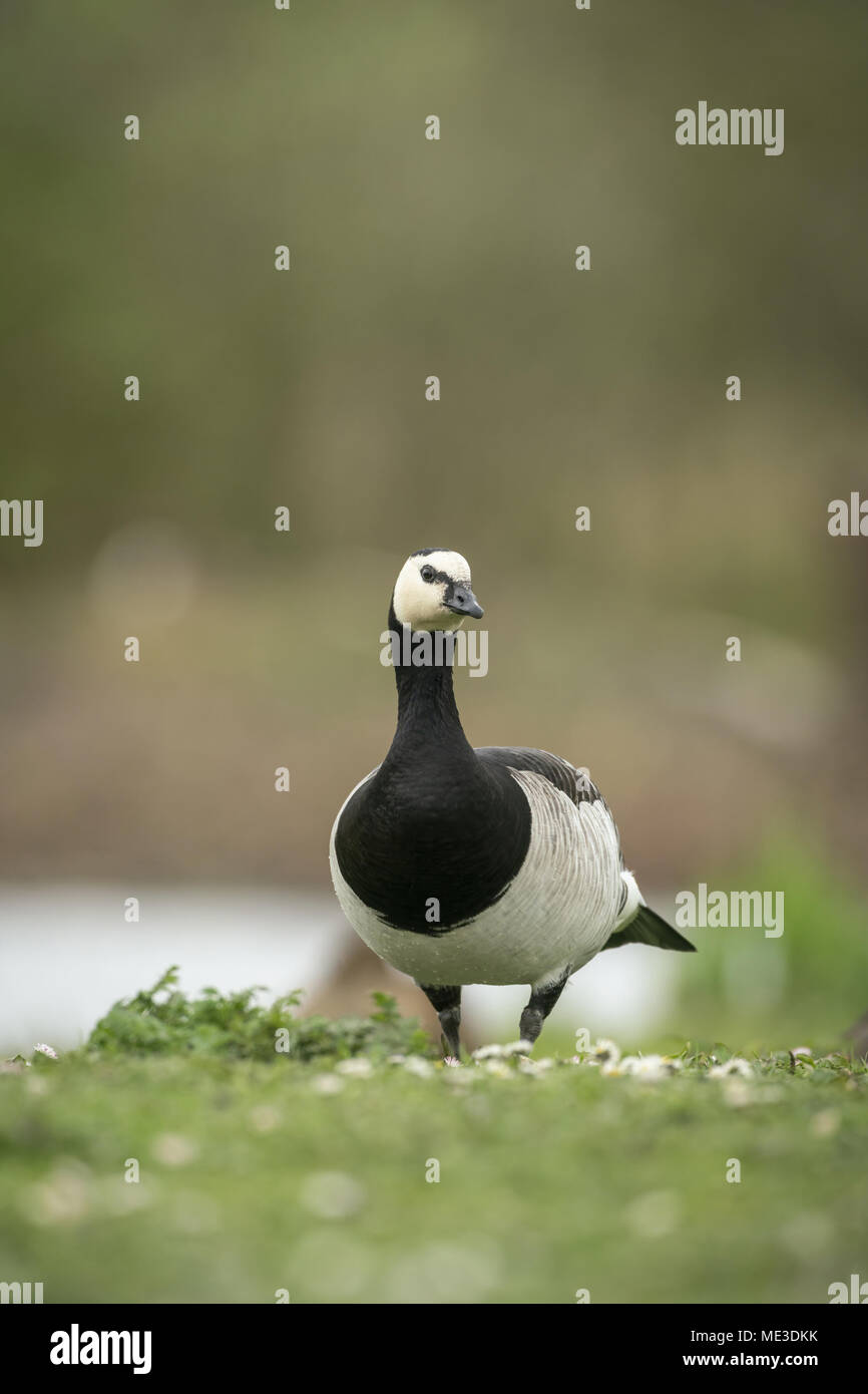 Barnacle goose, Branta leucopsis, alimentazione sul pascolo irregolare nel sud della Scozia Foto Stock