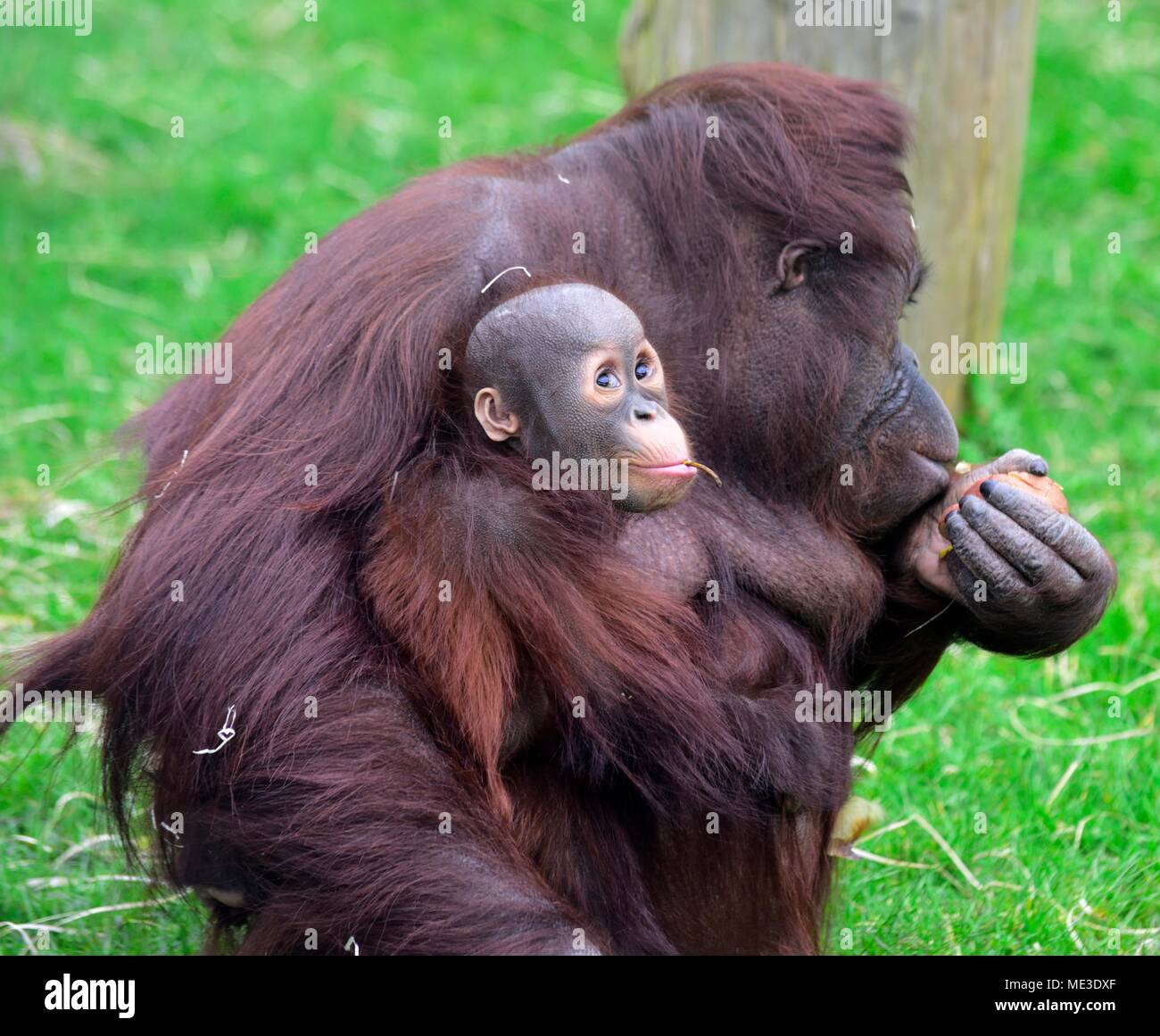 Bornean orangutan bambino con Madre pongo pygmaeus Twycross Zoo Regno Unito Foto Stock