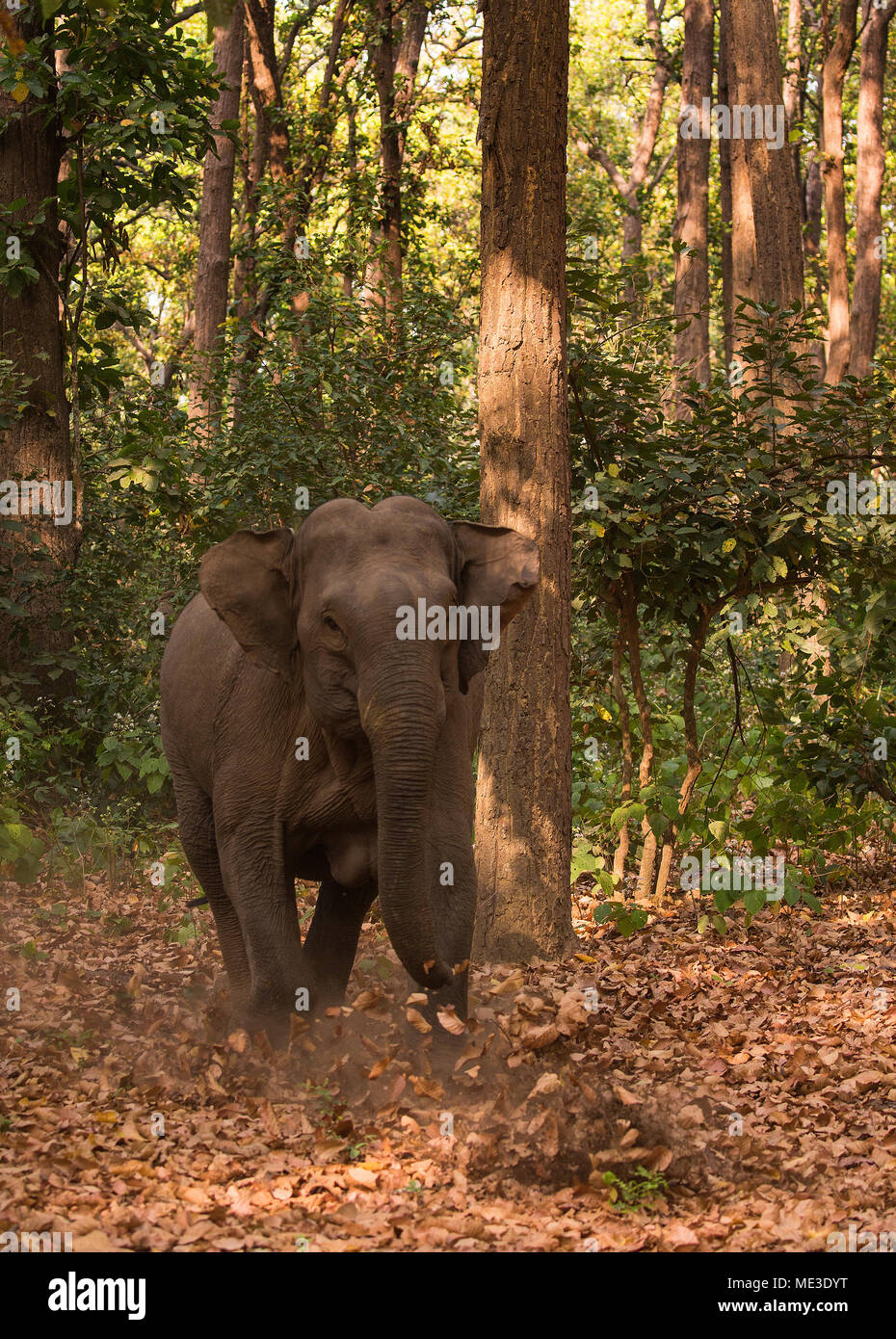 Ricarica di elefante nella foresta di India Foto Stock