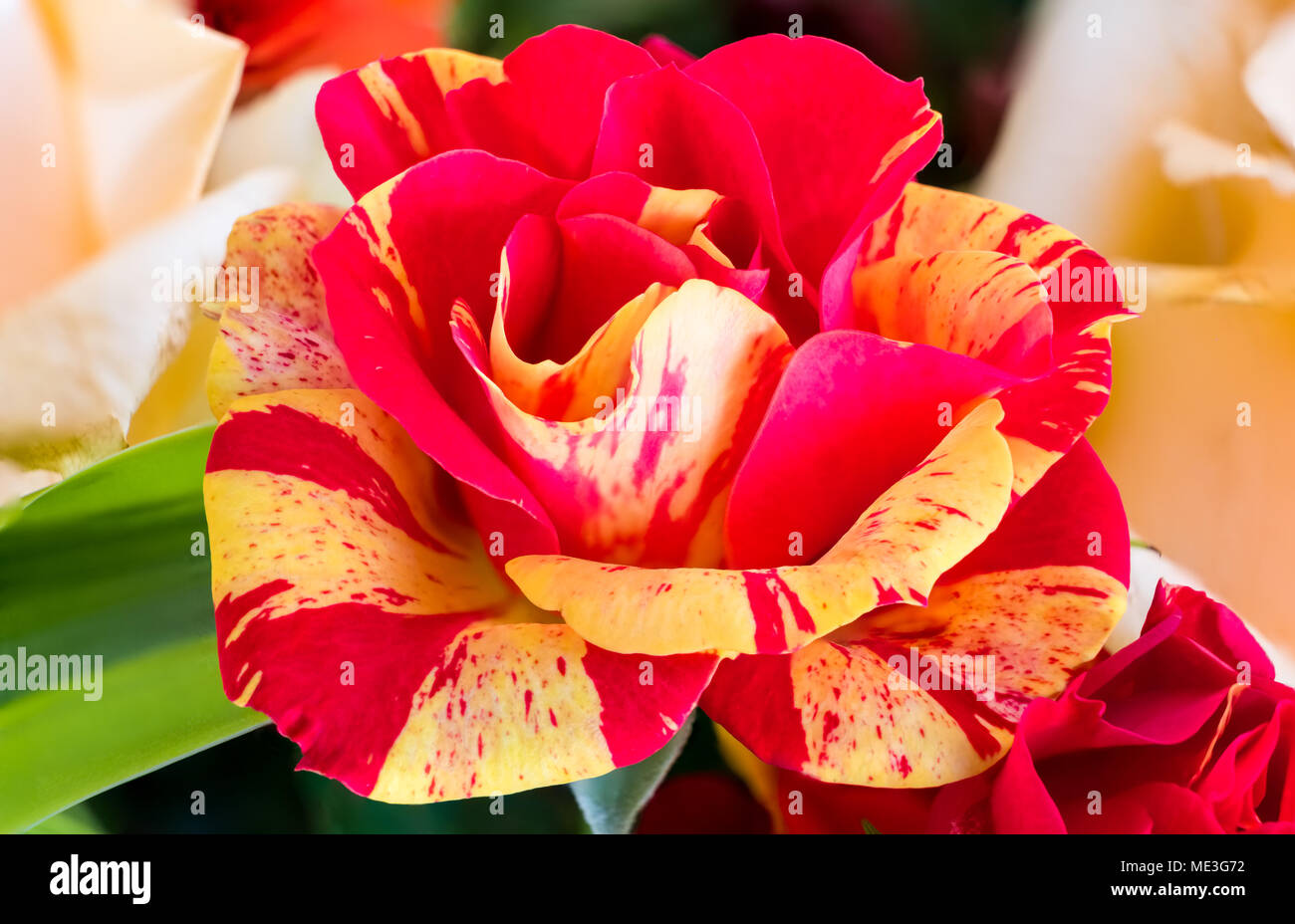Un bel rosso e rosa gialla testa centrato nell'immagine. L'immagine è morbida e calda e sarebbe una buona immagine per un fiorista o simili scambi. Foto Stock