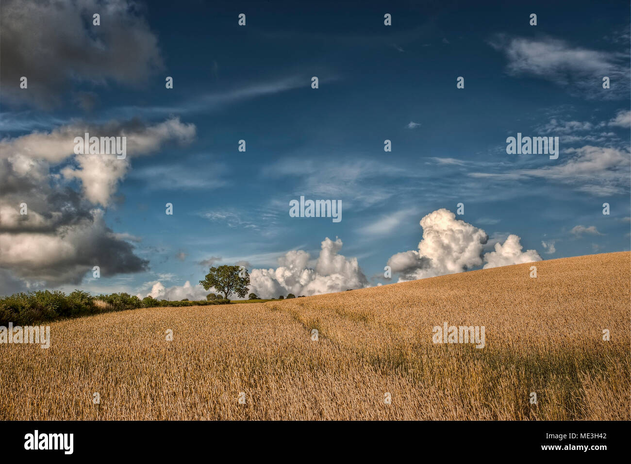 Il frassino nel Meon Valley, Hampshire, Regno Unito Foto Stock