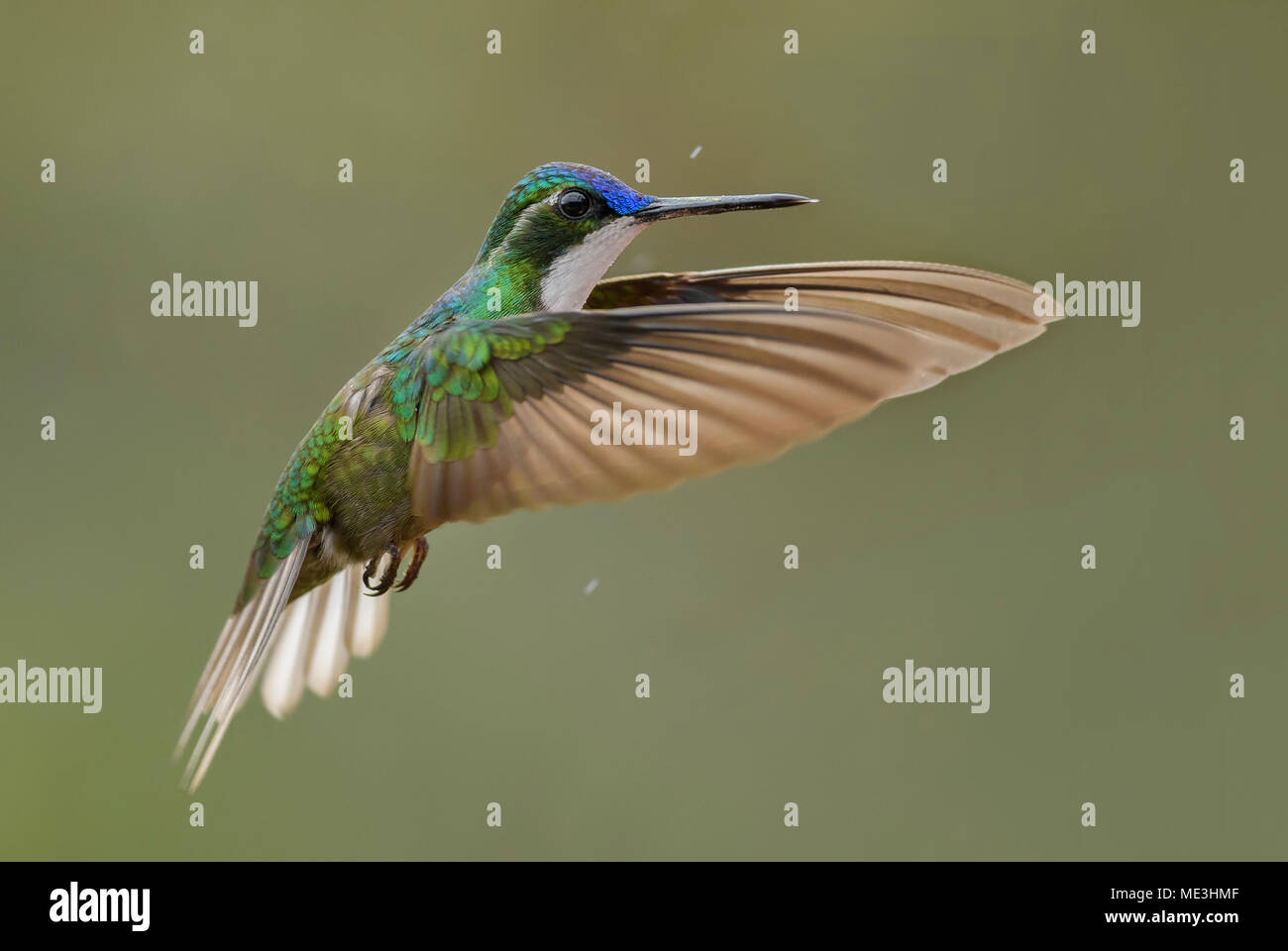 La variabile Mountain-gem - Lampornis castaneoventris, bella colorata hummingbird dall America Centrale foreste, Costa Rica. Foto Stock