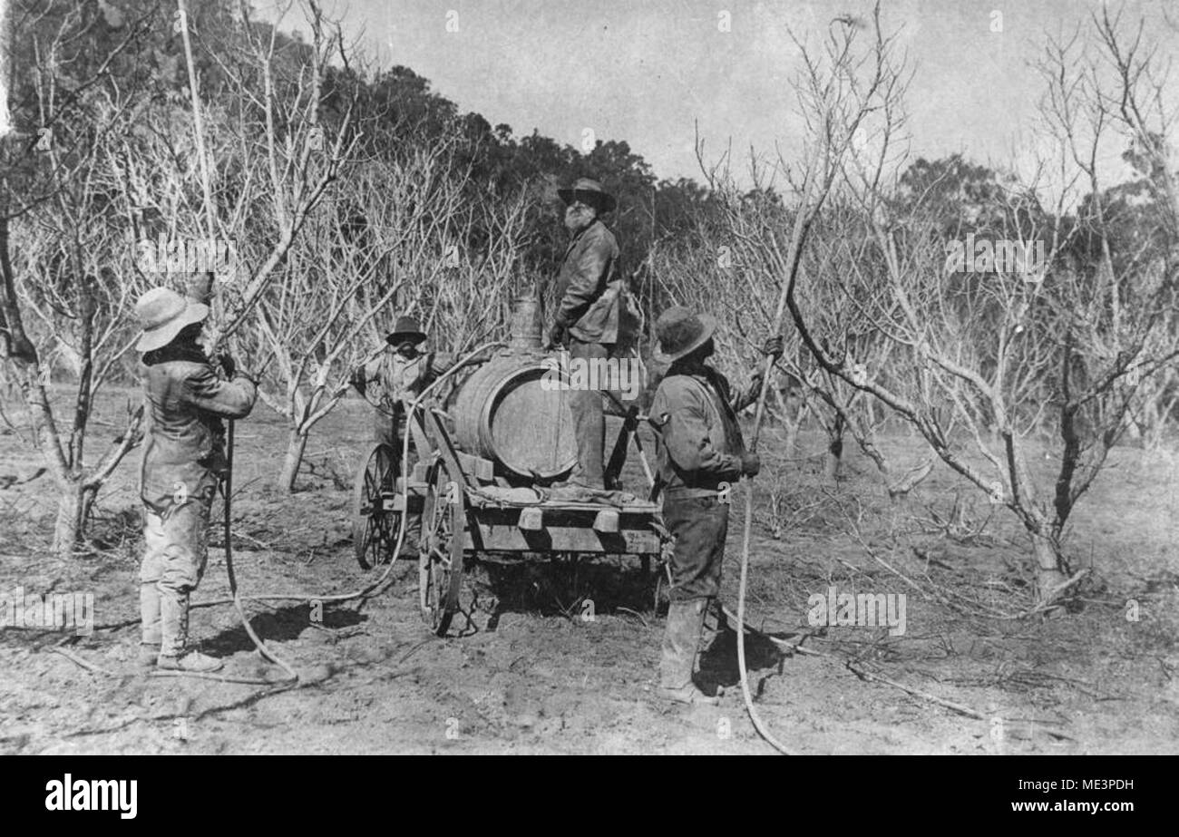Spruzzare alberi da frutto in un frutteto a Ballandean, ca 1900. Foto Stock