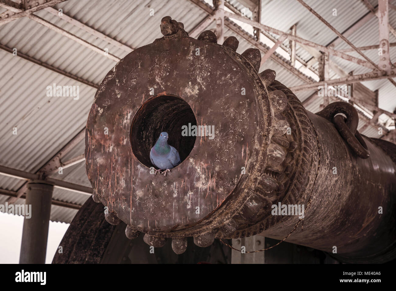 Pigeon bird seduta all'interno il muso di un antico cannone guerra a Jaigarh fort Jaipur Rajasthan, India. Foto Stock
