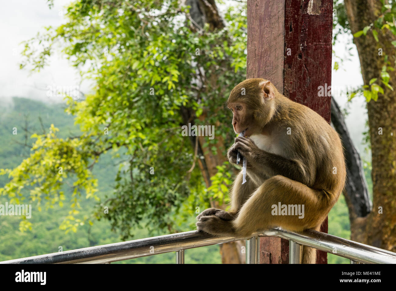 Un adulto affamato scimmia macaco seduto sulla ringhiera del Monte Popa, mangiare mais o dadi arachidi avvolti in un giornale, alimentato dai turisti in Birmania, Myanmar Foto Stock