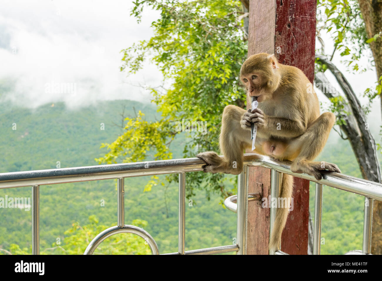Un adulto maschio macaco scimmia seduto su una ringhiera di mangiare rodendo, sgranocchiando mais o dadi avvolto in un newpaper, vista del Monte Popa, birmania, myanmar, Foto Stock