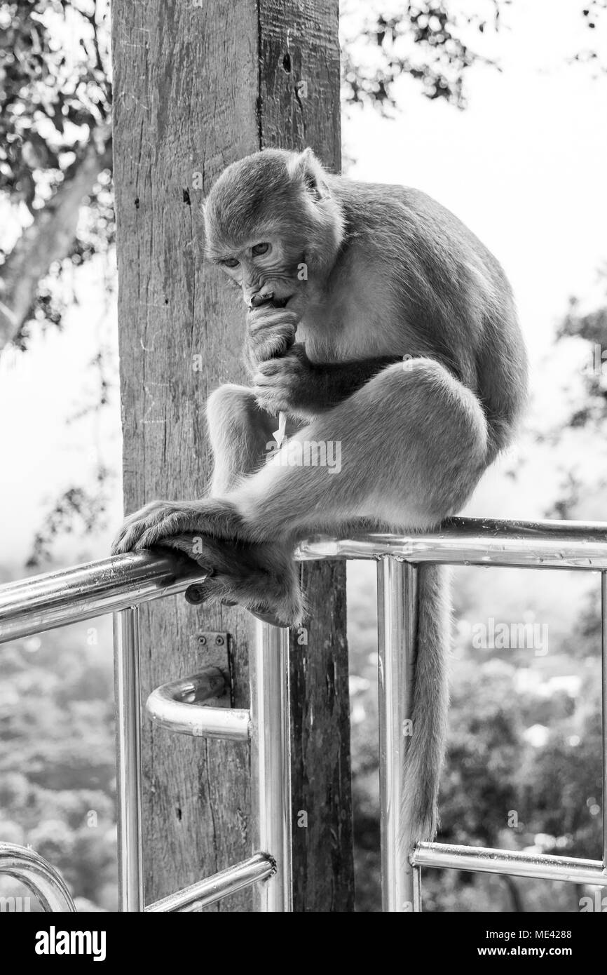Adulto scimmia macaco, seduto rannicchiato su una ringhiera in Monte Popa, mangiare i dadi e il mais avvolti in quotidiani, alimentato dai turisti, piegata. La birmania, myanmar Foto Stock