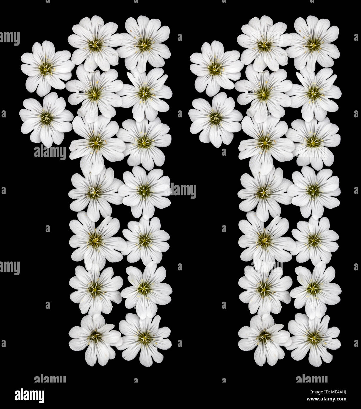 Numero arabo 11, undici, uno da fiori bianchi di Cerastium tomentosum, isolato su sfondo nero Foto Stock