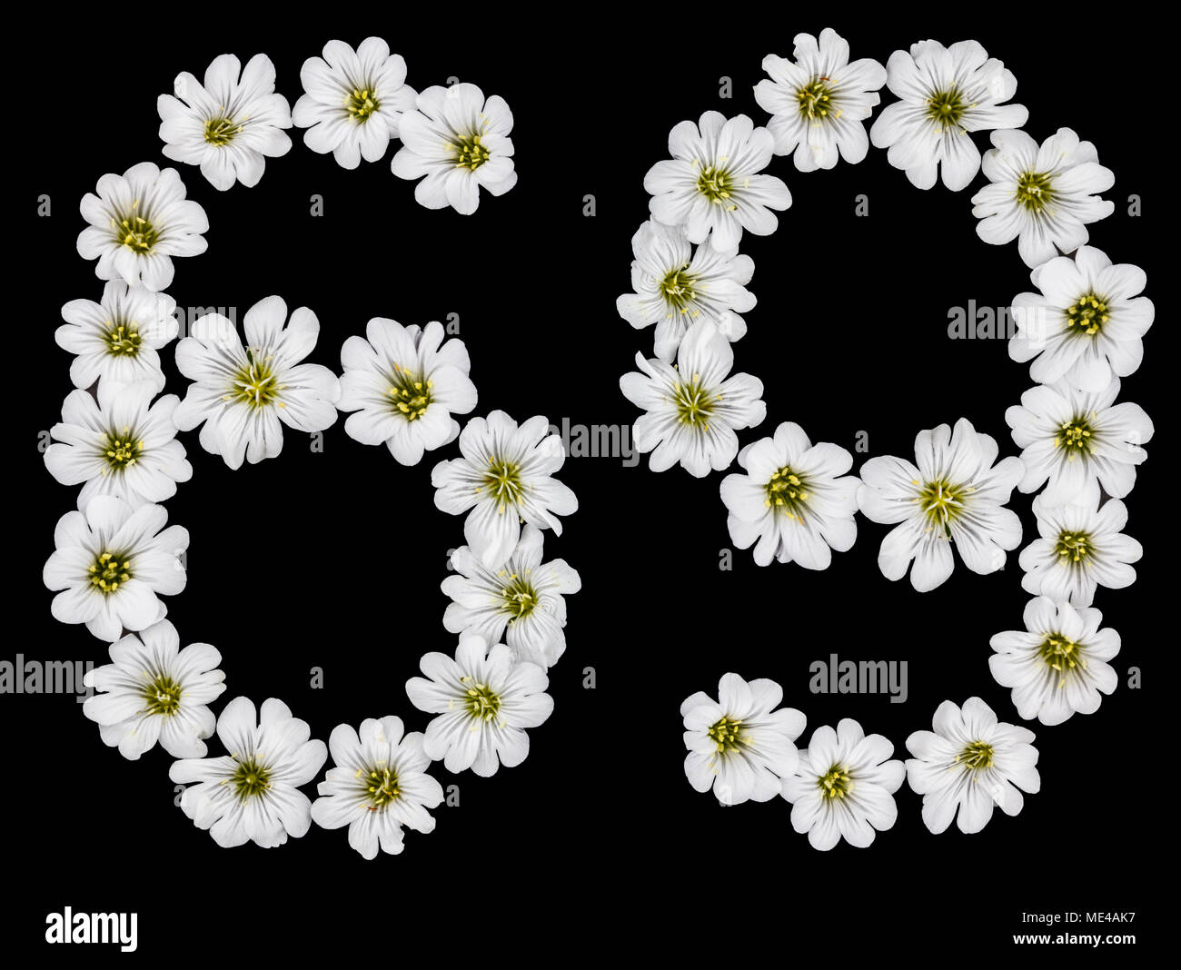 Numero arabo 69, sessanta nove, sessanta, sei, nove, da fiori bianchi di Cerastium tomentosum, isolato su sfondo nero Foto Stock