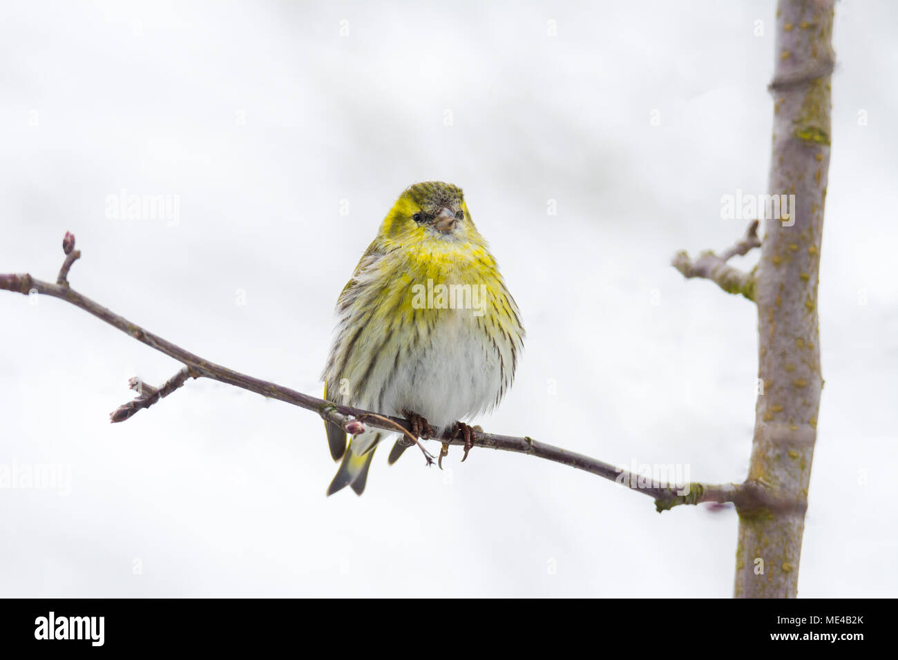 Femmina nera con testa di cardellino seduto su un ramoscello Foto Stock