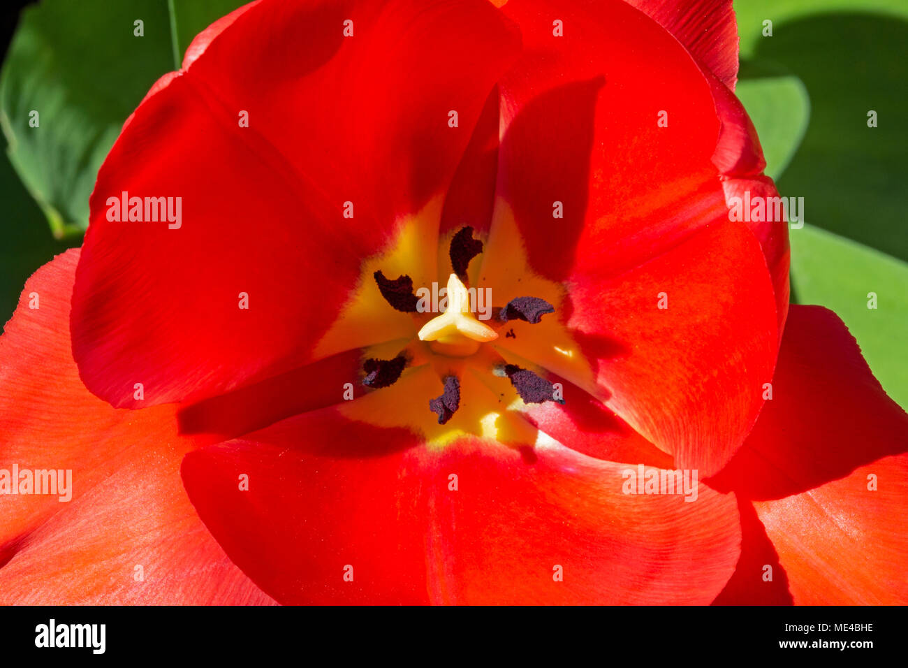 Chiudere fino all'interno di un rosso tulipano giallo con centro, mostrando la stigmatizzazione e l'antera. Foto Stock